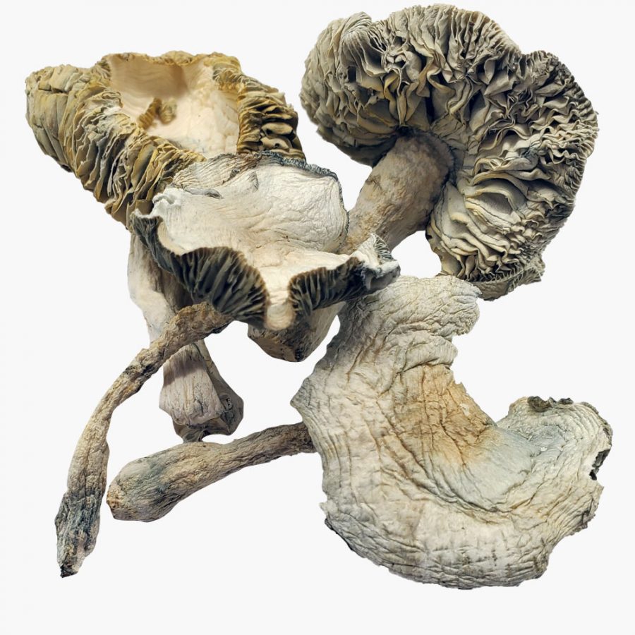 Albino Avery Magic Mushrooms
