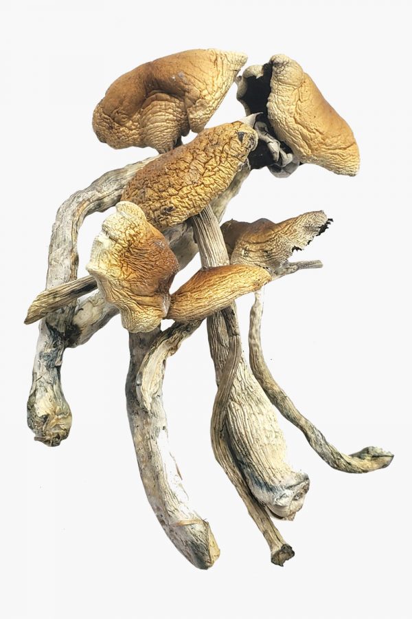 Brazillian Magic Mushrooms