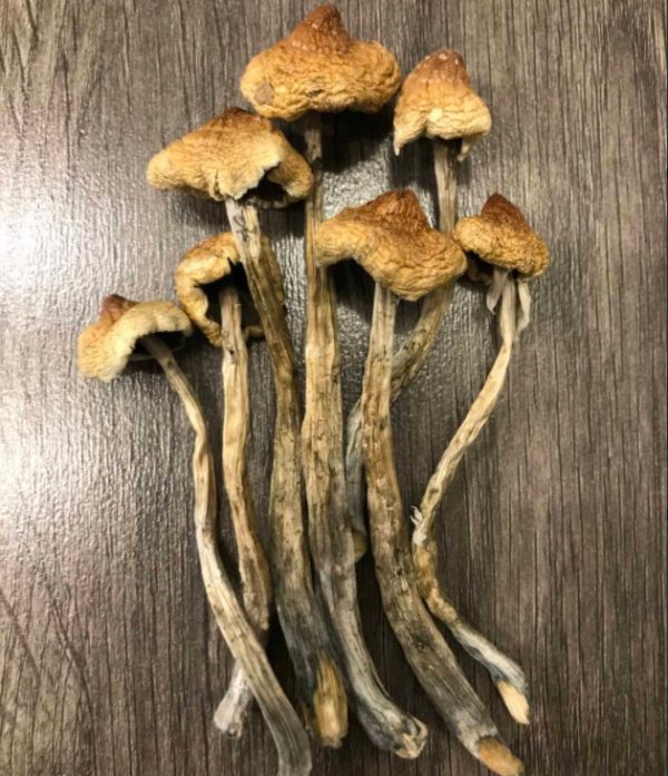 Huautla Magic Mushrooms