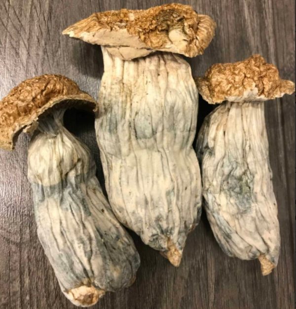 Melmac Penis Envy Magic Mushrooms